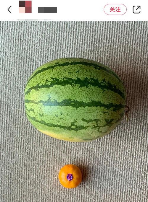 世界上有个吃瓜视频吗,揭秘那些令人捧腹的“吃瓜”视频