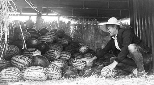 昌乐吃瓜群众事件视频,网络围观下的社会现象解析