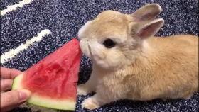 兔子能吃熏瓜吗怎么吃视频,兔子食用熏瓜的正确方法与注意事项