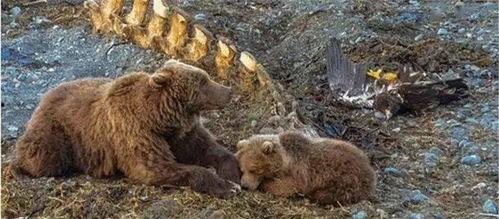大棕熊吃哈密瓜视频,一场自然界的甜蜜邂逅