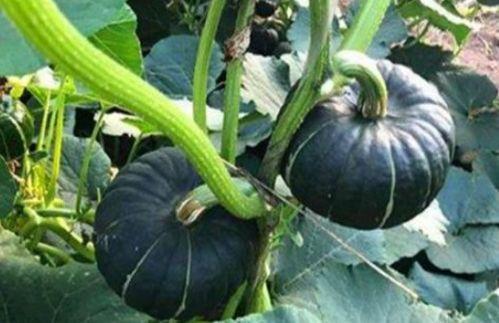 大壮子吃小瓜视频,大壮子与小瓜的欢乐食趣之旅