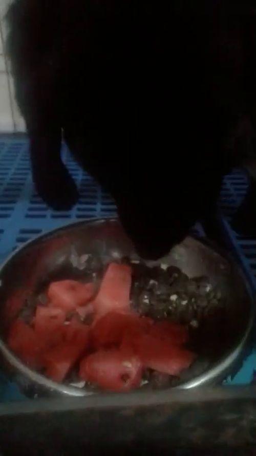 喜欢吃的瓜视频,揭秘热门视频中的美食诱惑