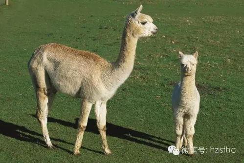 羊驼会吃哈密瓜吗视频,揭秘它们的饮食习惯