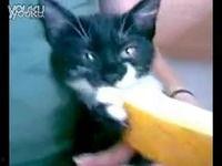 猫怎么吃哈密瓜好吃视频,哈密瓜新吃法，萌宠享美味
