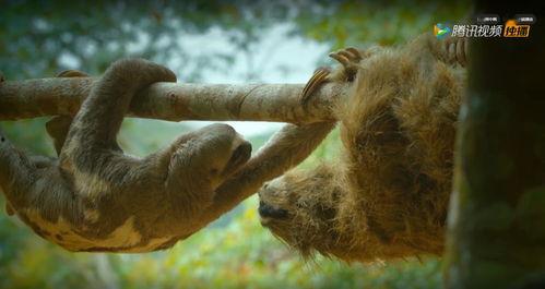偷拍神兽吃瓜视频大全下载