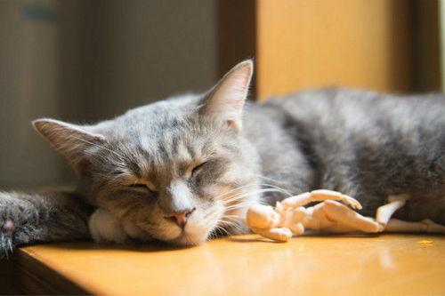 猫吃梨瓜做法视频大全集,视频大全集带你轻松制作猫咪美食