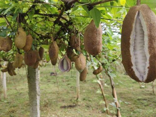 八月瓜吃的最香的视频